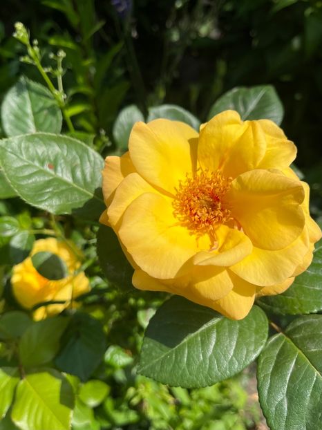 FF6788E2-E26D-4E2E-AB72-1FB77B353C42 - Trandafiri 2023