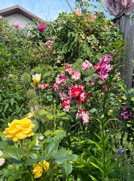 2D225342-4D44-48A1-882B-5069E01B183D - Trandafiri 2023