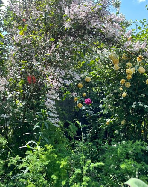 393E7520-1B85-40EB-8A36-F41D9C6EED51 - Trandafiri 2023