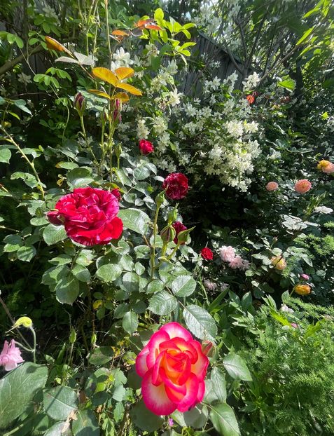 FF4F9330-4E9F-4906-8E88-53C82AFEE3EF - Trandafiri 2023