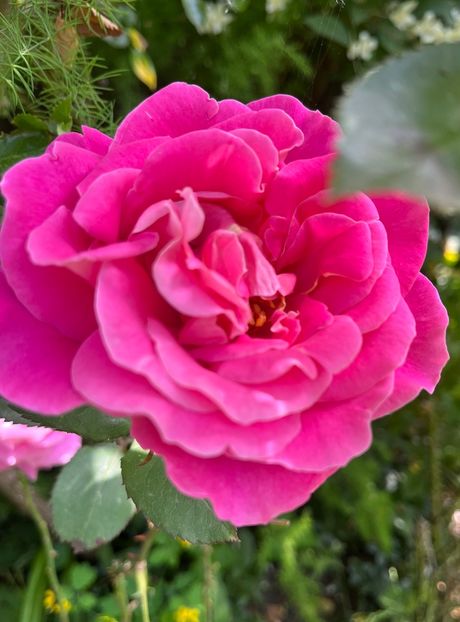 4B0799DD-6869-411D-88F0-F7D74C5CA565 - Trandafiri 2023