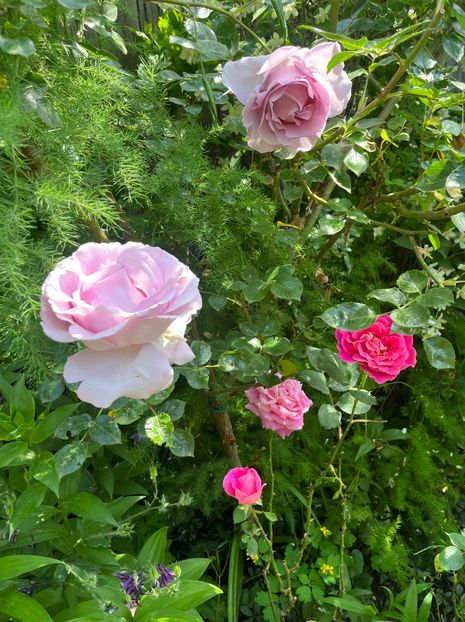 B76C8844-6AC0-41C4-82D7-31E66655B5E1 - Trandafiri 2023