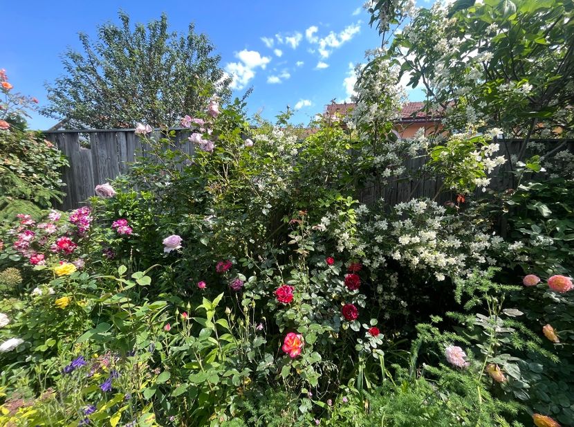 8D53998D-4EB5-4E18-A740-CFEF3709467E - Trandafiri 2023