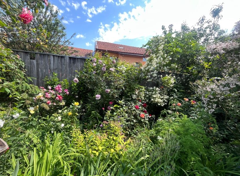 B3341793-7C9D-4546-A845-88F8EFBEE445 - Trandafiri 2023