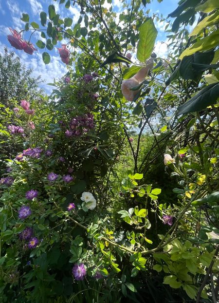 F3616409-6C37-4899-A920-341237811412 - Trandafiri 2023