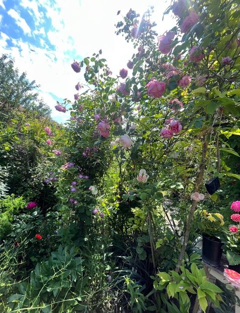 58DA0802-CBC2-484E-ACE0-8D29A0E163E1 - Trandafiri 2023