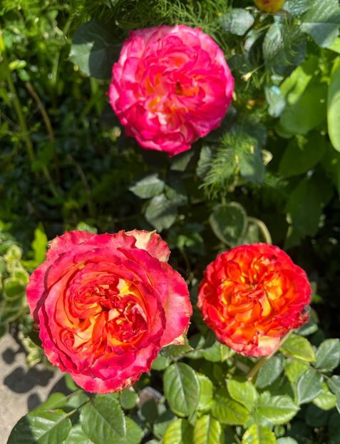 22BCFC9B-09E6-46AC-82E2-0577E8D0C02E - Trandafiri 2023