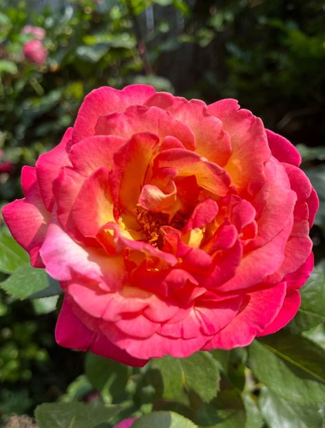 C91638C5-7131-4A57-8513-AB26600B272B - Trandafiri 2023