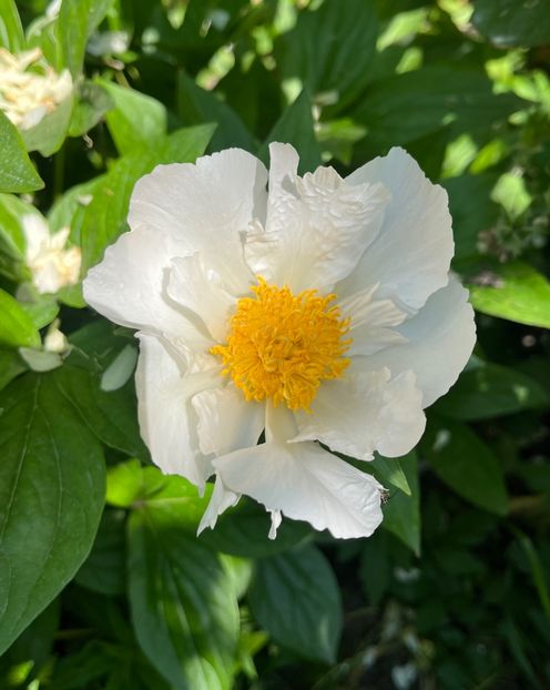 2C5BF8FD-6752-4A7F-8F7D-F5785DBA6621 - Bujor