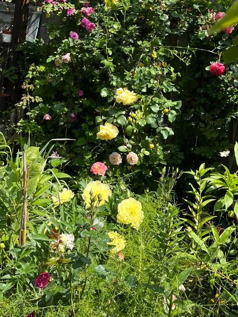 6CB62458-934F-405F-B871-4094ED08FA26 - Bujor