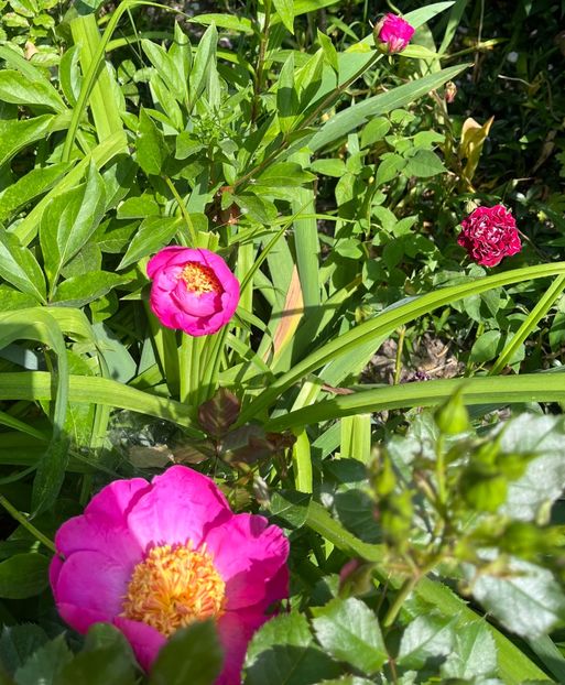 B62763B1-6671-4851-A70F-79DCE88A0316 - Bujor