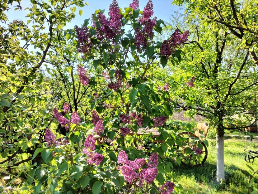 349055981_1266443600705776_7705229195690043892_n (1) - Primăvara 2023