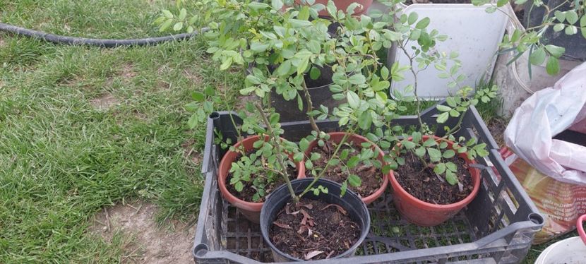 Rambler - G Trandafiri de vanzare