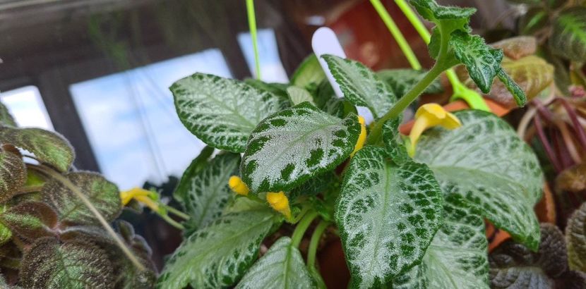 received_767680811490944 - My Precious