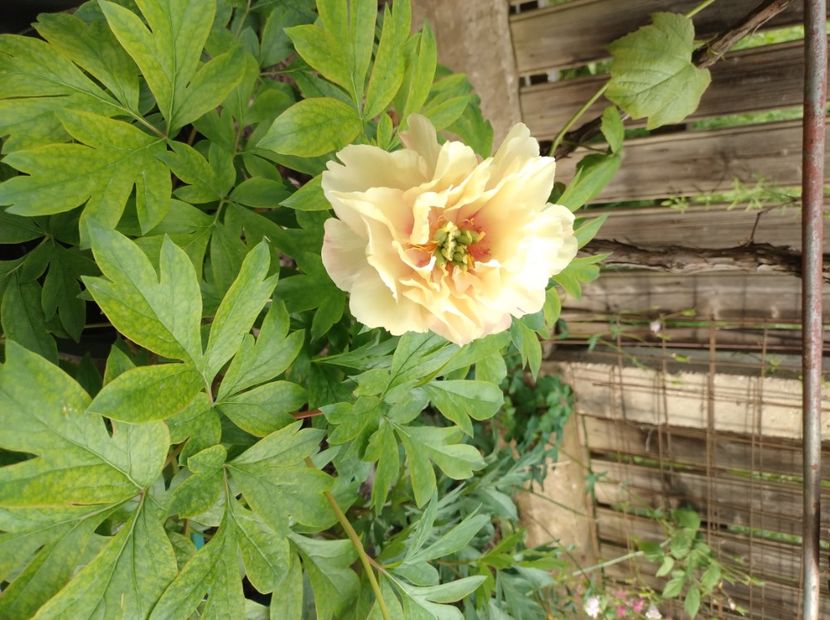 Canary Brilliant - 9-Bujori