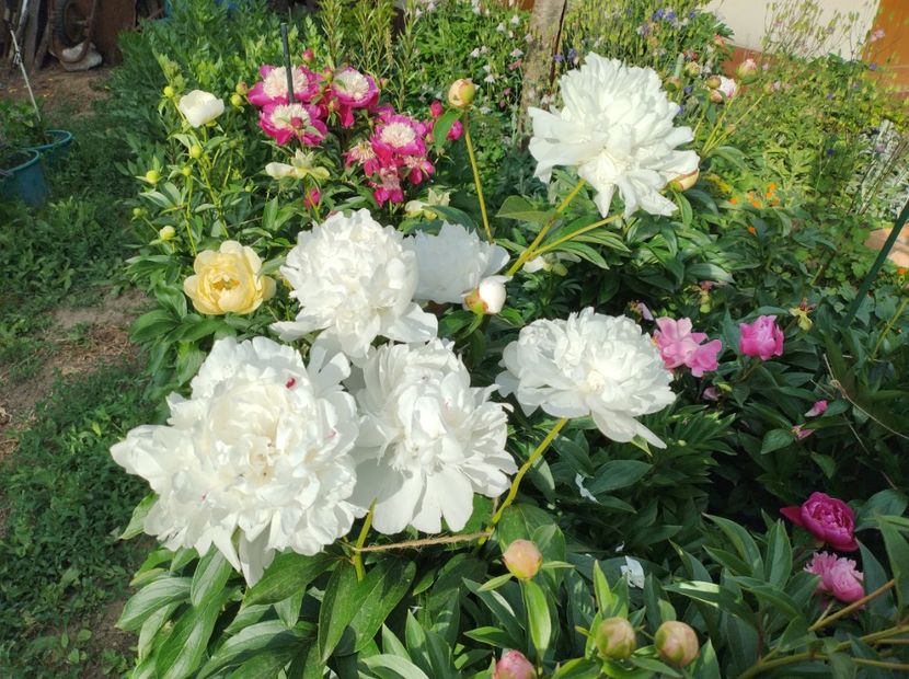 Festiva Maxima - 9-Bujori