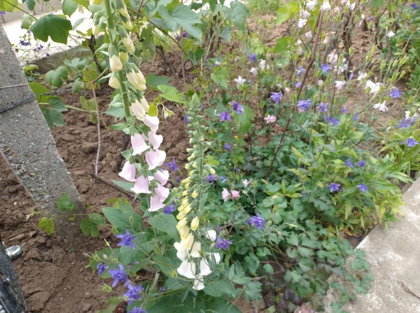  - Flori de gradina-2023