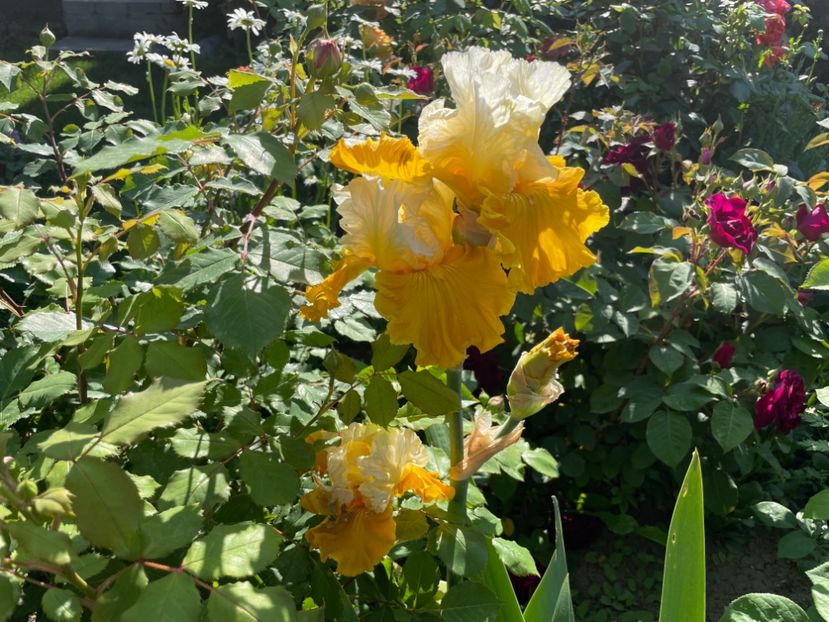 DB175401-0A5A-4026-BD0F-6CA94752D07F - 01 Iriși 2023