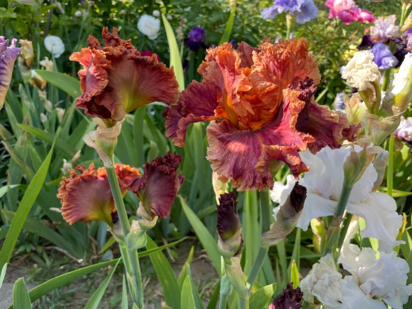 0C99BFCC-65D3-4A76-9ADA-96B7FCD5CD67 - 01 Iriși 2023