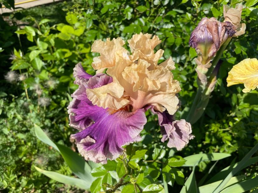 42AEF49E-A196-44CA-B34E-2183CEC77735 - 01 Iriși 2023