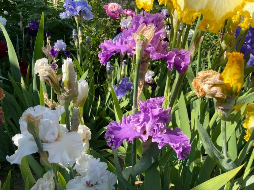 0D330A13-2D86-45F2-9B03-BD0481F93790 - 01 Iriși 2023