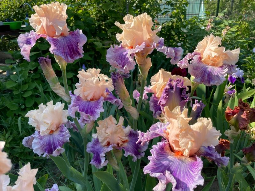 886EBCAD-E240-497D-9722-DD47F27D872A - 01 Iriși 2023