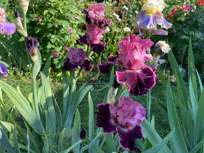 B3480724-F1A8-445D-AC8D-4705217905E2 - 01 Iriși 2023