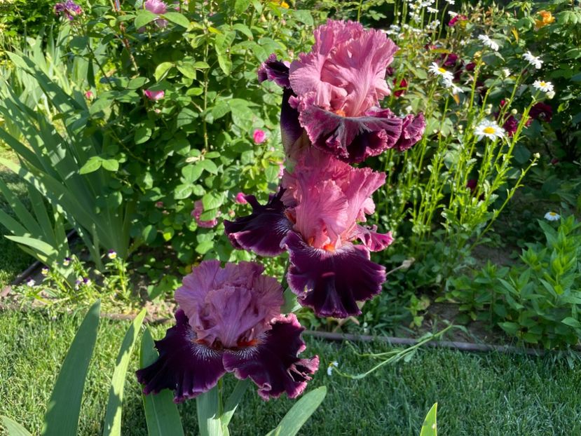 E6E6B7A2-7F17-4661-A596-D2740DAFC1A4 - 01 Iriși 2023