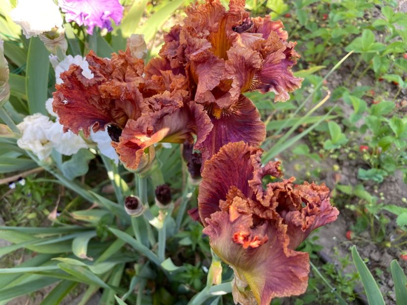 5D38EB9A-6B2C-4066-8A6B-347A2E0B11AE - 01 Iriși 2023