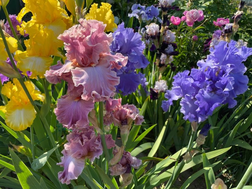 630519E5-3043-4FE7-A661-D1D22BEAB064 - 01 Iriși 2023