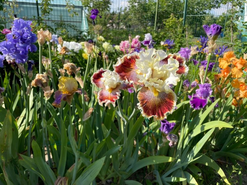 093E4672-5E05-4215-83E9-83814BBA4EC5 - 01 Iriși 2023