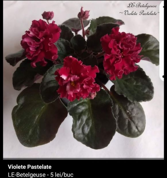 Screenshot_20230526_085918 - LE- Betelgeuse