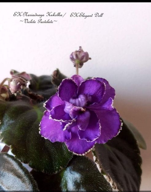  - EK- Nariadnaya Kukolka