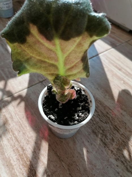  - EK- Nariadnaya Kukolka