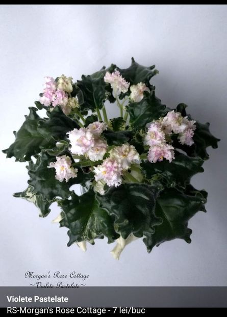  - RS- Morgan-s Rose Cottage