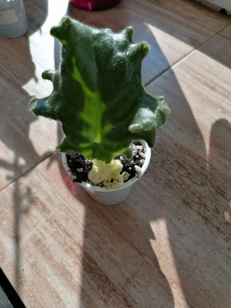  - RS- Morgan-s Rose Cottage