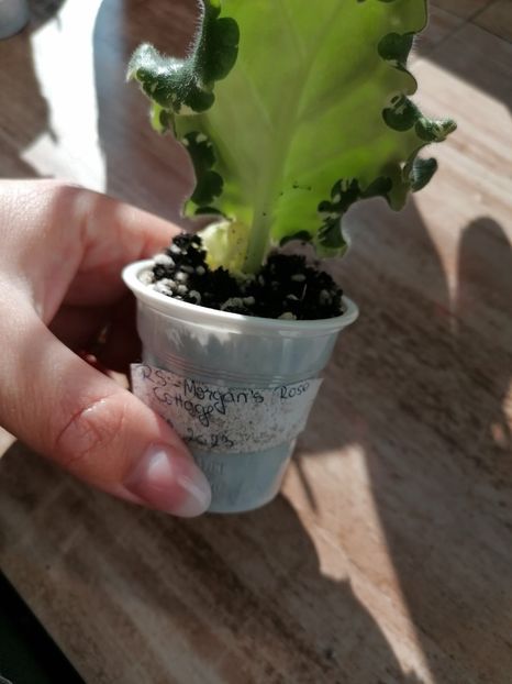  - RS- Morgan-s Rose Cottage