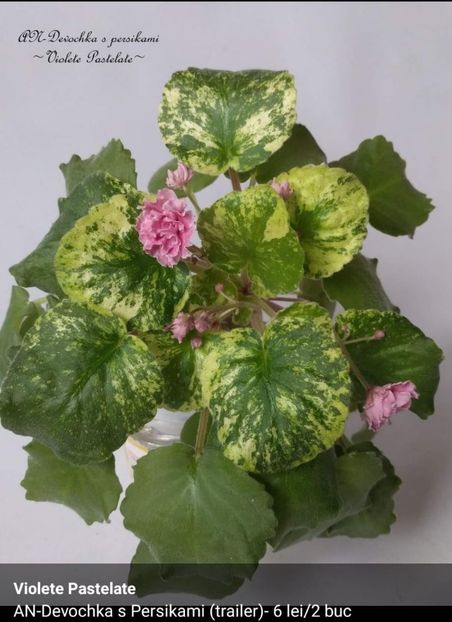  - AN- Devochka - s Persikami trailer