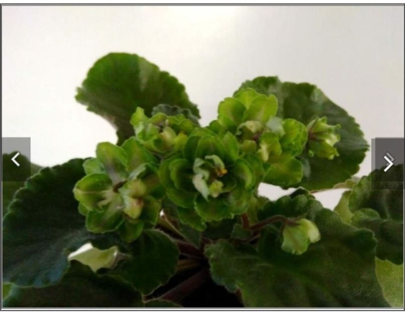 Screenshot_20230526_094242 - AV - Kuparos