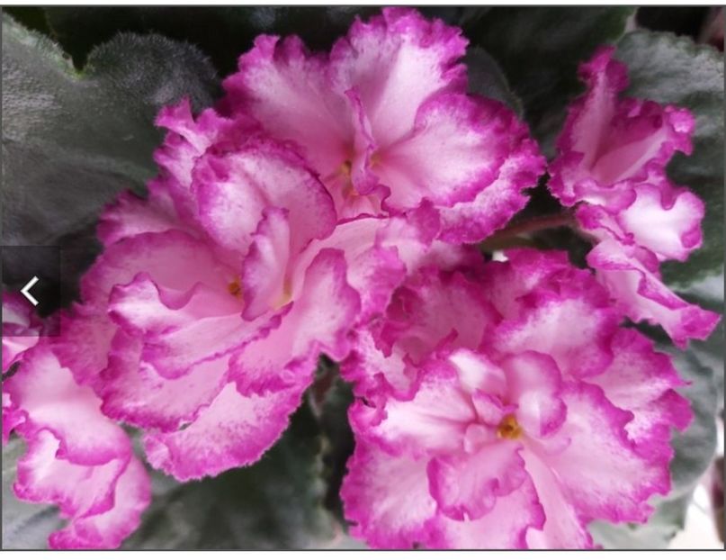 Screenshot_20230526_094552 - Ian Minuet