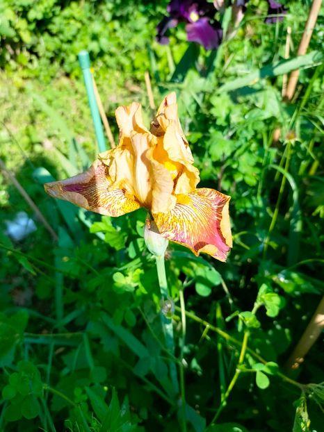 IMG20230526085430 - Gradina 2023 vol 1