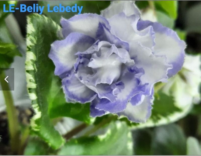 IMG-20230325-WA0000 - LE- Beliy Lebedy