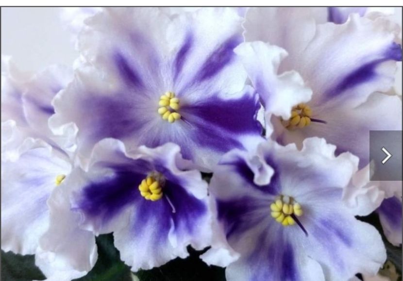 Screenshot_20230526_102755 - VAT- Tzar Goroh sport