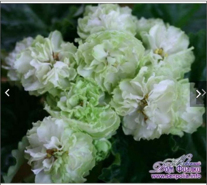 Screenshot_20230526_103042 - Spring Rose