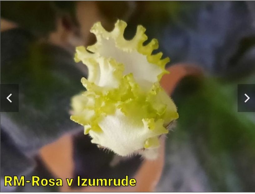 IMG-20230325-WA0003 - RM - Rosa V Izumrude