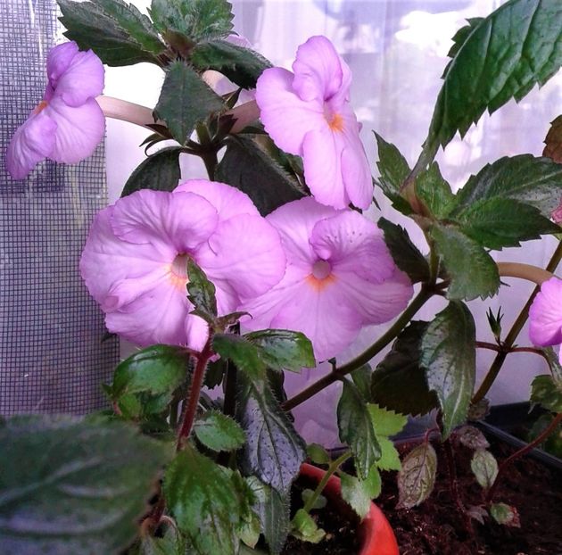  - ACHIMENES 2023