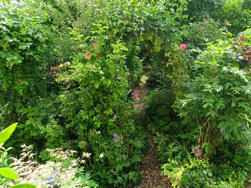 26.05.2023 - Grădina 2023 continuare 2