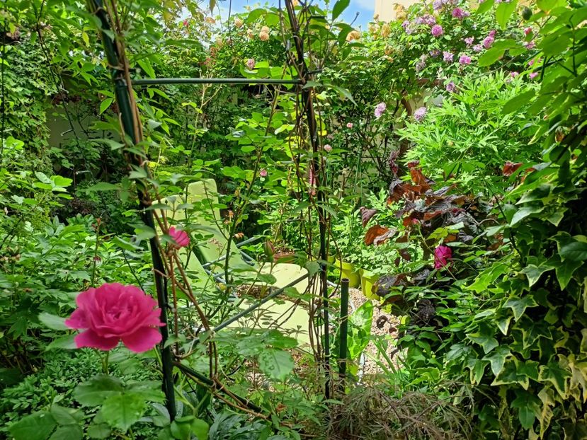 Rosarium Uetersen - Grădina 2023 continuare 2