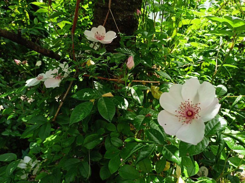 Astronomia - Grădina 2023 continuare 2