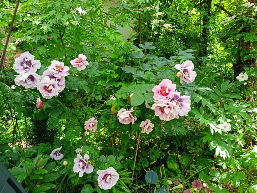 Eyes for You și Astronomia - Grădina 2023 continuare 2